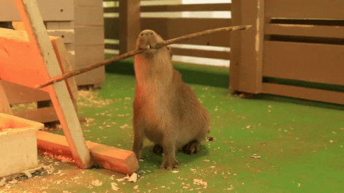 Capybara Gif File 15121kb GIF