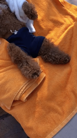 Vacation Mode Cute Sexy Poodle GIF