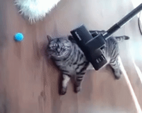 Vacuum Cleaner On Cat GIF