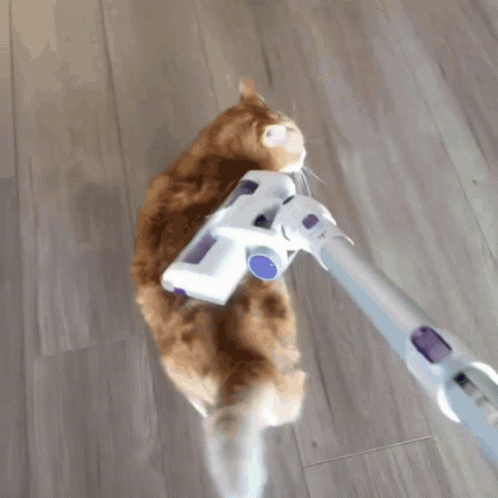 Vacuum Cleaner On Cat GIF