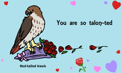 Valentine's Card Red-tailed Hawk GIF