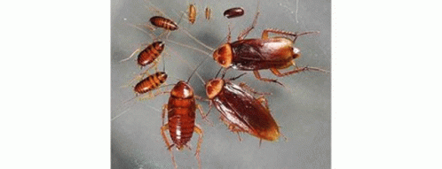 Various Bugs in Red Circles