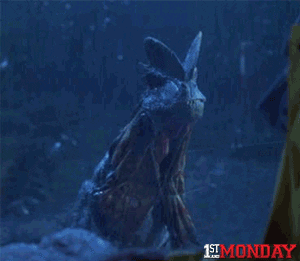 Velociraptor Feathered Wings Didn't Read GIF