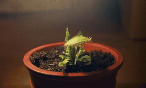 Venus Fly Trap Awww GIF