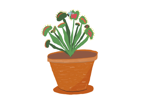 Venus Fly Trap Cartoon Flies Flying Around GIF