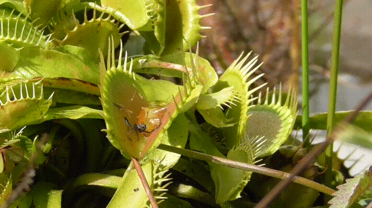 Venus Fly Trap Eating A Bee GIF