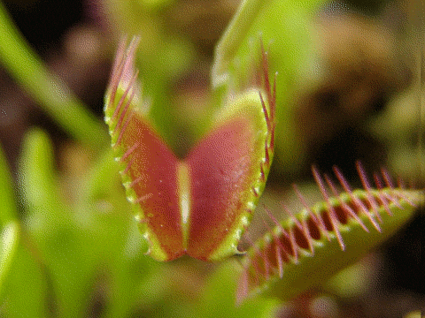 Venus Fly Trap Slowly Closing GIF