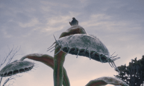 Venus Fly Trap Thank You GIF