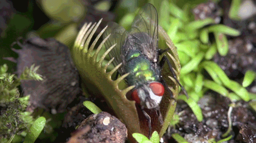 Venus Trap The Fly GIF