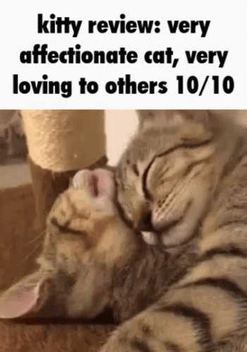 Very Affectionate Cat 10/10