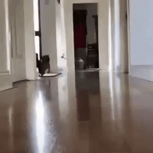 Very Excited Dog Running GIF