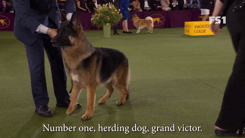 Very Good German Shepherd GIF