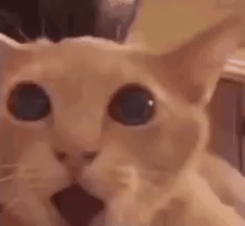Very Surprise Cat Meme GIF