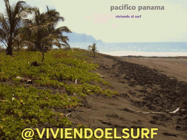Ves Viviendoelsurf Gif GIF