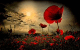 Veterans Day Red Poppy Meme GIF