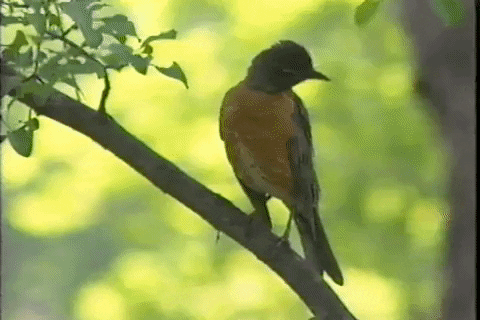 Vhs Effect Bird Perched On Tree Branch GIF