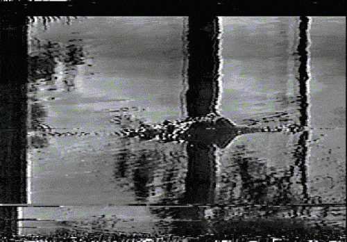 Vhs Effect Crocodile In The Water GIF