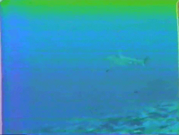 Vhs Effect Shark Swimming Underwater GIF