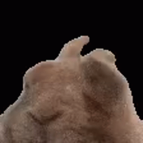 This Bunny Is In The Vibe GIF