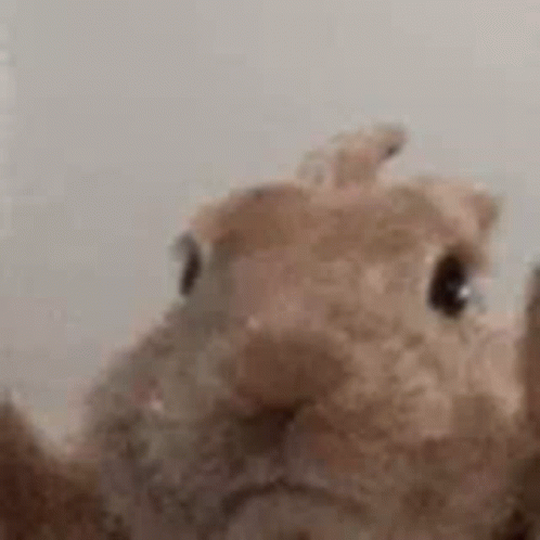 Rabbit Feeling The Vibe GIF
