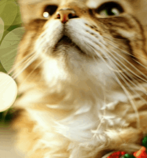 Vibing Cat Looking Up GIF