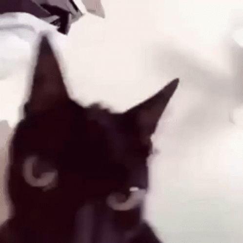 Vibrating Black Cat Triggered GIF