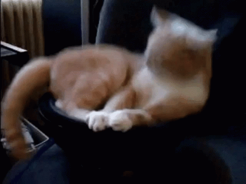 Vibrating Cat Massage Chair GIF
