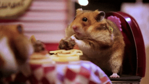 Video Tiny Hamster Date GIF