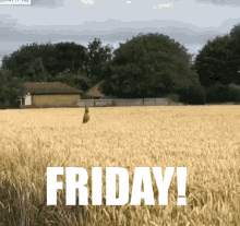 Viernes Friday Excited Dog Jumping Through Fields GIF