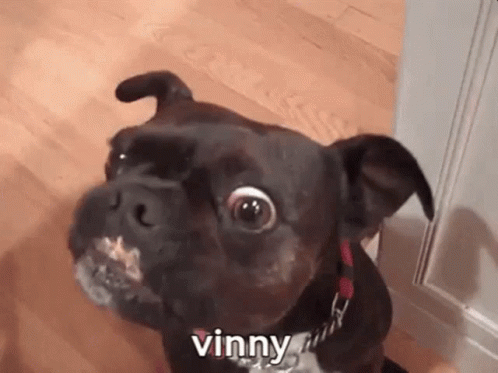 Vinny Butter Dog GIF