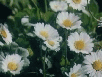 Vintage Aesthetic Flowers GIF