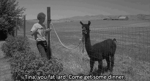 Vintage Alpaca Feeding GIF