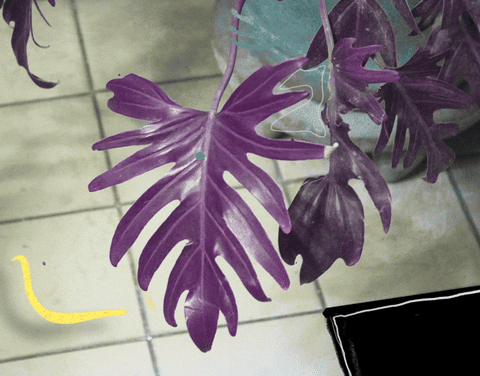 Violet Swiss Cheese Plant GIF