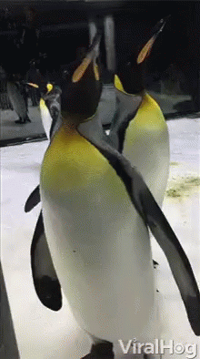 Viralhog Penguins GIF