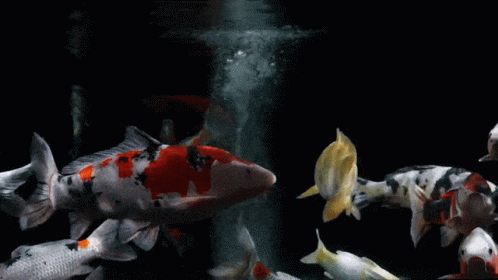 Vivid Alive Koi Fish GIF
