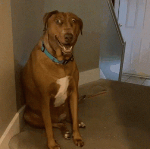 Vizsla Ugly Dog GIF