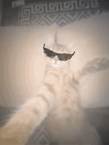 W Rizz Cool Kitty Dark Shades GIF