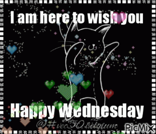 Wacky Wednesday Cute Cat GIF