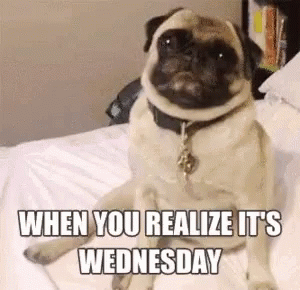 Wacky Wednesday Cute Pug GIF