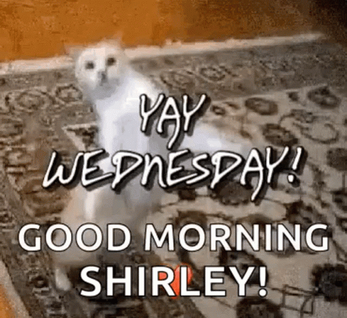 Wacky Wednesday Funny Dancing Cat GIF