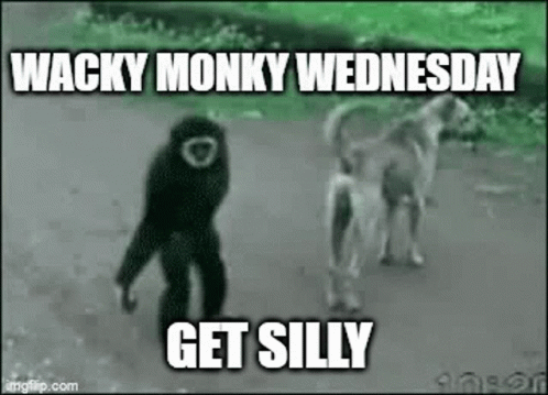 Wacky Wednesday Monky Get Silly GIF