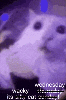 Wacky Wednesday Silly Cat GIF