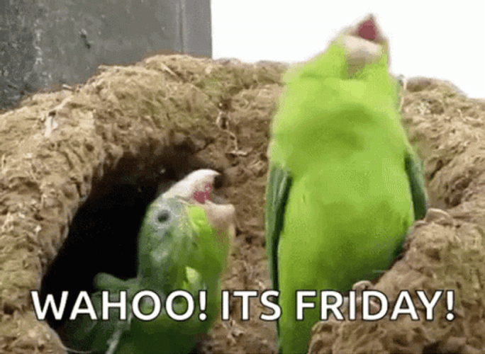 Wahoo It's Friday Funny Bird GIF