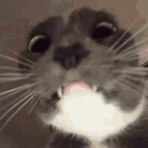 Waiting Kitty Cat Meme GIF