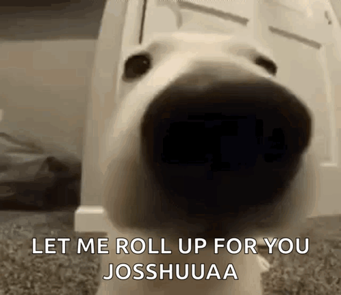 Waiting Meme Dog Nose GIF