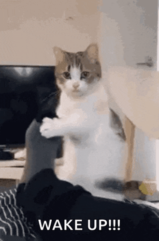 Wake Up Cat Gif GIF