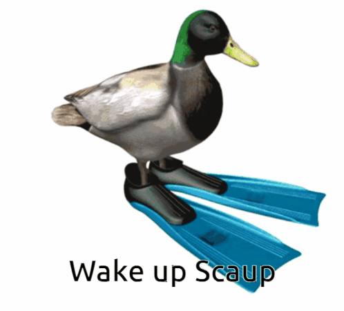 Wake Up Scaup Duck Spinning GIF
