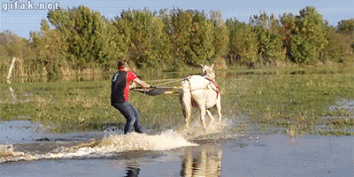 Wakeboarding On Horse GIF