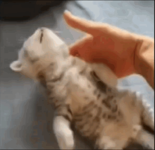 Waking Fainted Cat Up Mackie Waking Cat Mackie GIF