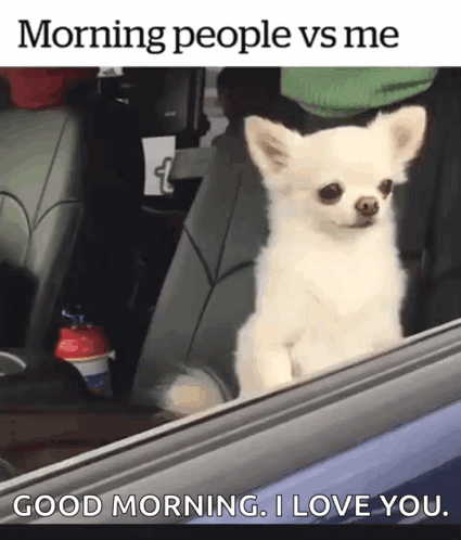 Waking Up Chihuahua Good Morning Love You Meme GIF